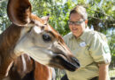 Mori celebra el sueño de su niñez como tutora de animales en Disney en el Día Mundial del Okapi