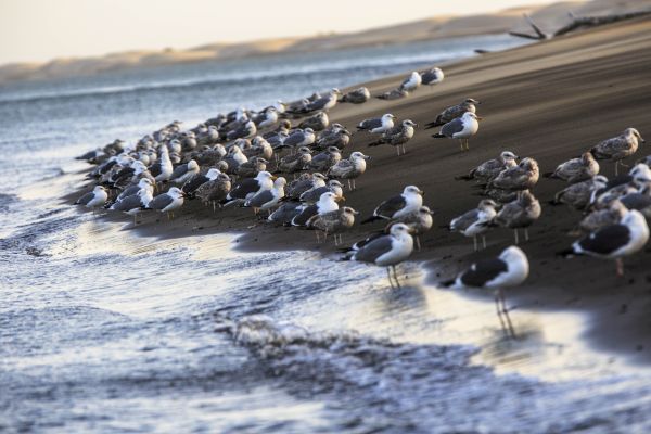 Loreto - aves