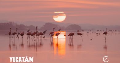 Yucatán, entre aguas sagradas y sabores que cuentan historias