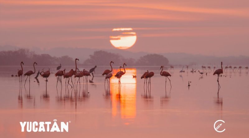 Yucatán, entre aguas sagradas y sabores que cuentan historias